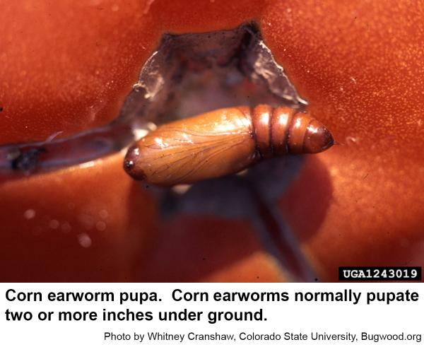 Corn earworms usually pupate under ground.